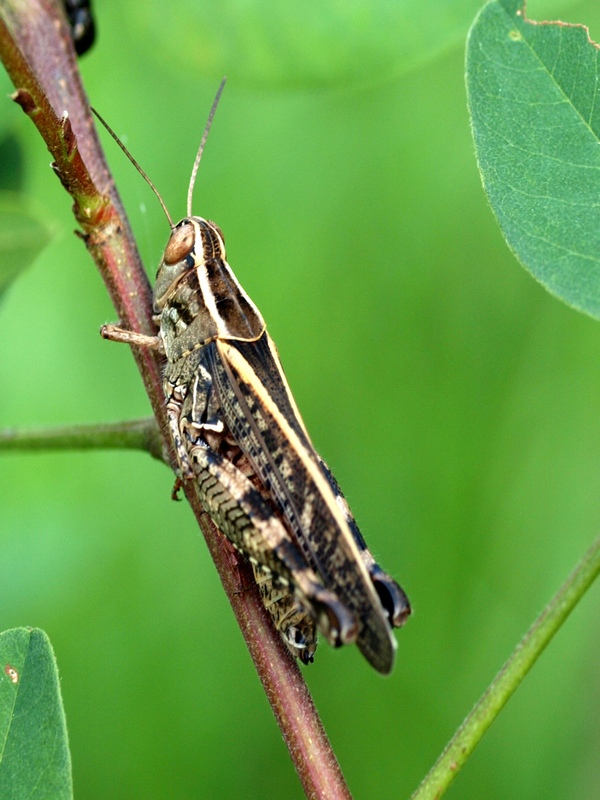 Calliptamus sp.